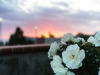 Flowers, Bush, Wild Rose HD wallpaper