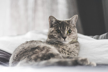 Animals, Cat, Lies, Home, Domestic HD wallpaper