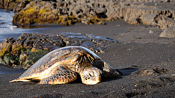 Sea Turtle, animal, sea, turtle, lying HD wallpaper
