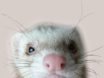 Animals, Muzzle, Sight, Opinion, Nose, Polecat, Ferret HD wallpaper