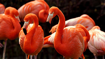 Graceful flamingo, Nature's flamboyance, Serene and beautiful, Pink and elegant HD wallpaper