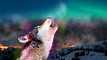 Animals, Wolfs HD wallpaper