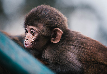 Animals, Muzzle, Monkey, Marmoset HD wallpaper