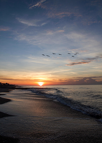 Nature, Birds, Sunset, Sun, Horizon HD phone wallpaper