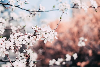 A branch of cherry blossoms with soft focus background captures the essence of spring. HD wallpaper