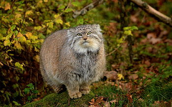 Animals, Grass, Leaves, Forest, Fluffy, Pallas' Cat, Manul HD wallpaper