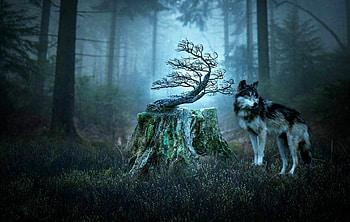 All alone, night, tress, wolf, forest HD wallpaper