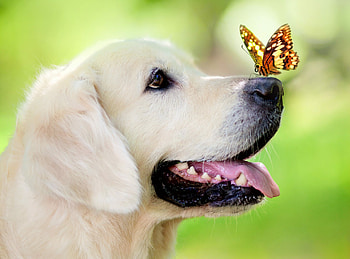 Yellow, Labrador Retrievers HD wallpaper