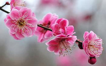 Plants, Flowers HD wallpaper