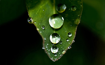 Drops, Macro, Sheet, Leaf, Shadow, Dew HD wallpaper