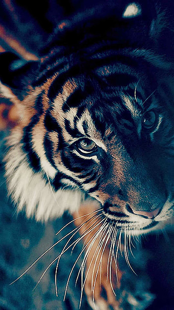 Intense tiger eyes, Fierce and fearless predator HD phone wallpaper