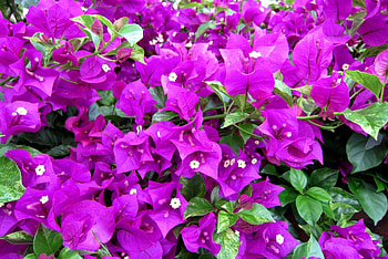 Pretty flowers, flowers, lovely, pretty, brightly color HD wallpaper