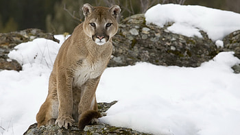 Cougar, , , Stunning visuals HD wallpaper