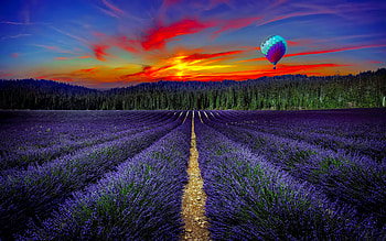Hot air balloon over lavender field at sunset, field, air, lavender, hot, beautiful, balloon, sky, sunset, summer HD wallpaper