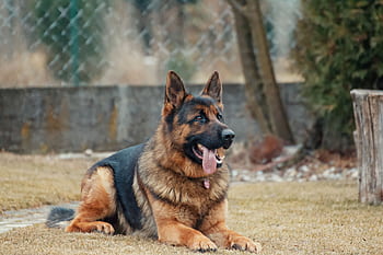 Close-up of a German Shepherd lying on grass, tongue out, outdoor setting. HD wallpaper