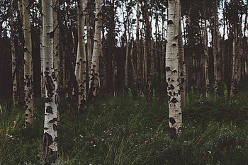 Nature, Trees, Grass, Summer, Birches, Forest HD wallpaper