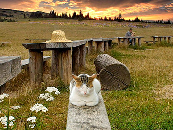 Cat in Wild, beautiful HD wallpaper