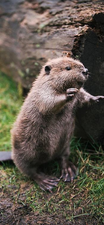 Beaver HD phone wallpaper