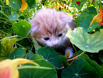 Kitten in Green, kitten, cute, in green HD wallpaper