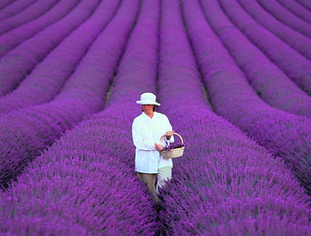Beautiful lavender field, basket, purple, pants, hat, woman, walk, shirt HD wallpaper