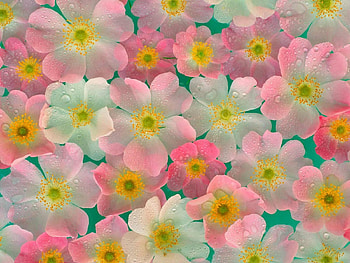 flower ocean, blue, pink, transparent, yellow HD wallpaper