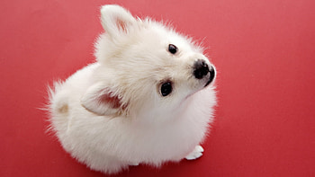 Animals, Dogs HD wallpaper