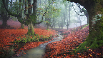 Dim Light. Otzarreta Forest, Zeanuri, Spain, creek, leaves, trees, misty, stones HD wallpaper