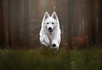 Animal, swiss shepherd HD wallpaper