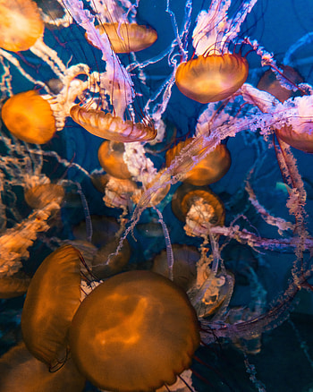 Animals, Water, Jellyfish, Macro, Under Water, Underwater HD phone wallpaper