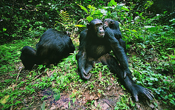 Animals, Grass, Jungle, Macaque, Macaques HD wallpaper