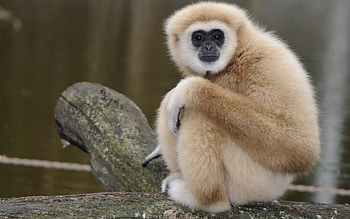 Monkey, diverse monkey species, wide range of , monkey lovers HD wallpaper