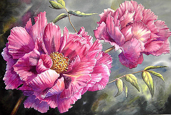 pink paeonies, garden, flowers, pink, paeonies HD wallpaper