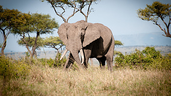 Wild animal, elephant, landscape HD wallpaper