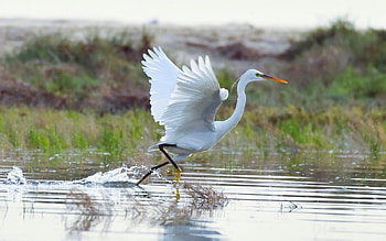 Egret Starting to Fly, wings, egret, water, bird HD wallpaper