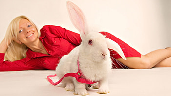 Animals, Sit, Girl, Rabbit, Decorative HD wallpaper
