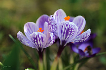 Purple crocus, nowotna, purple, grazyna, crocus, nature, flowers HD wallpaper