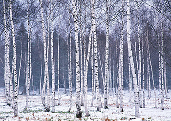 Birch forest , Birch forest backgrounds, Top HD wallpaper