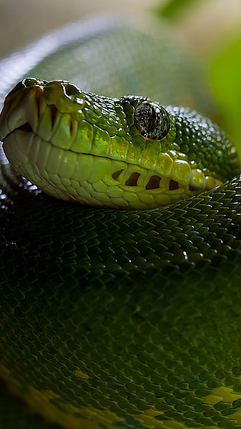 Reptile scales , Striking visuals, Unique design, backgrounds HD phone wallpaper
