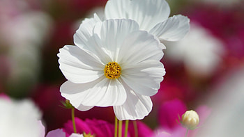 Beautiful White, white, beautiful, nature, flowers HD wallpaper
