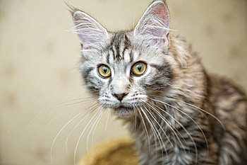Animals, Cat, Fluffy, Muzzle, Moustache, Mustache HD wallpaper