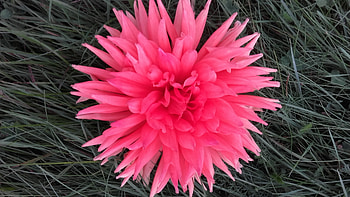 Dalia, rotund, verde, gradina, roz HD wallpaper
