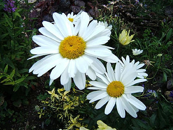 Two Flowers , flowers, spring, daisy, flower HD wallpaper
