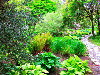Nature, Trees, Fern, Branches, Branch, Garden, Brightly, Track HD wallpaper