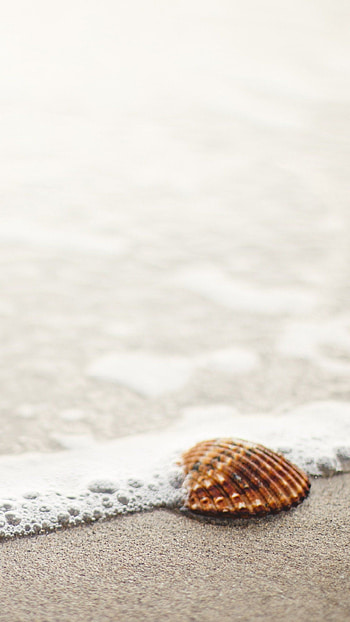 Shell , Backgrounds HD phone wallpaper