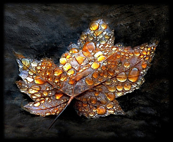 Autumn leaf, magic, black, tears, drops, colors, beautiful, pretty, love, autumn, nature, leaf, splendor, lovely HD wallpaper