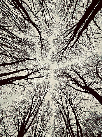 Nature, Trees, Sky, Branches, Bottom View HD phone wallpaper