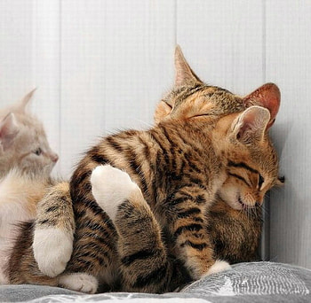 Feline love, sweet, animal, kitten, love, hug, cat HD wallpaper