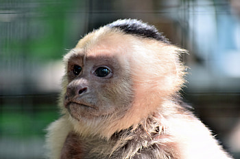 Animals, Young, Muzzle, Monkey, Joey, Marmoset HD wallpaper