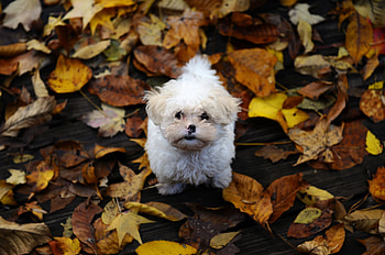 Animals, Autumn, Leaves, Fluffy, Puppy, Mud, Dirt HD wallpaper