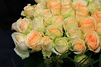 Gorgeous Peach-Colored Roses, Flowers, Roses, Nature, Peach HD wallpaper